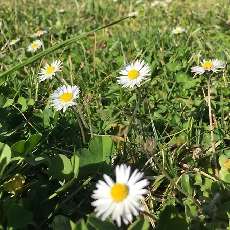 Hillside Bio Delux *