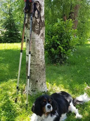 Hillside Bio Delux Apartment Sesce Pri Preboldu