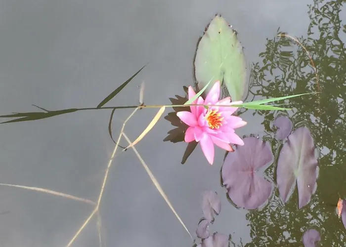 Hillside Bio Delux Apartment Sesce Pri Preboldu