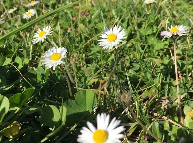 Hillside Bio Delux *